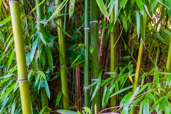 Cost of Bamboo Trimming in La Crosse