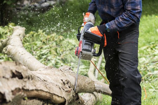 Cost of Branch Removal Service in La Crosse