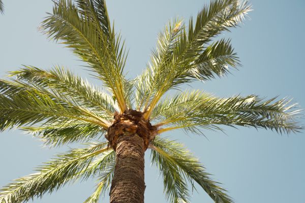 Palm Tree Pruning in La Crosse