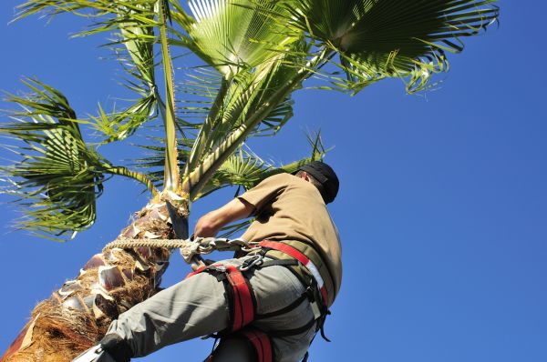 Palm Tree Trimming in La Crosse