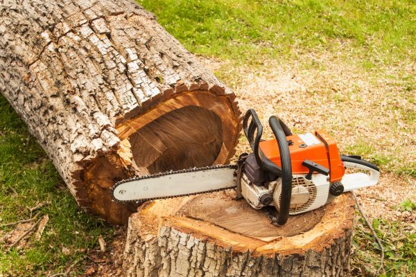 Tree Cutting Service in La Crosse