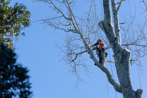 Cost of Tree Topping Service in La Crosse