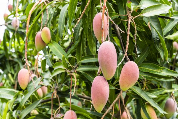 Cost of Mango Tree Trimming in La Crosse