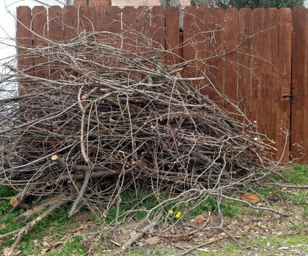 Cost of Dead Branch Removal in La Crosse