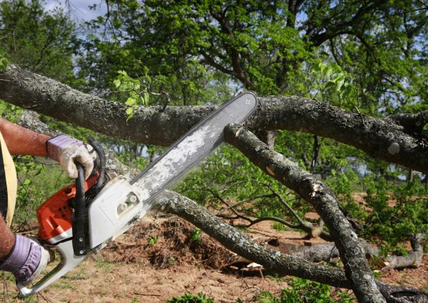 Cost of Tree Branch Cutting in La Crosse