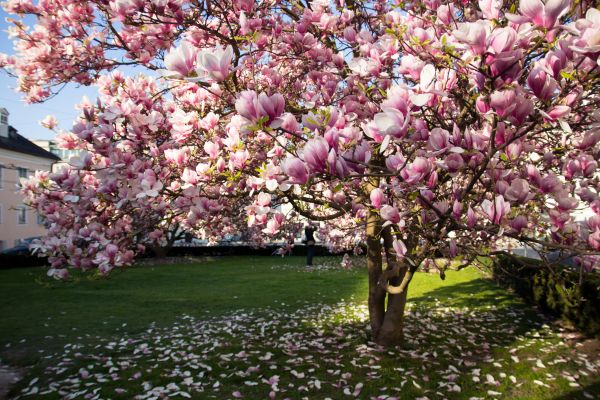 Cost of Ornamental Tree Pruning in La Crosse