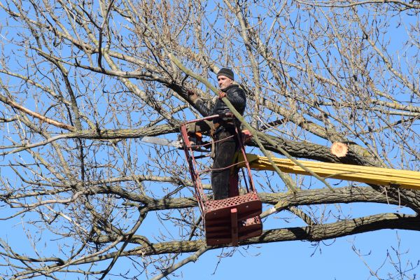 Cost of Emergency Tree Trimming in La Crosse