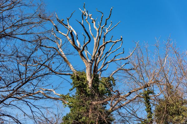 Cost of Deadwood Removal in La Crosse