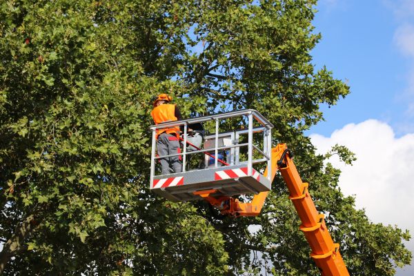Commercial Tree Service in La Crosse