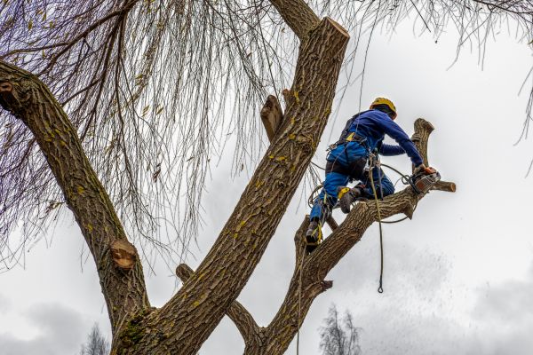Cost of Tree Maintenance Service in La Crosse