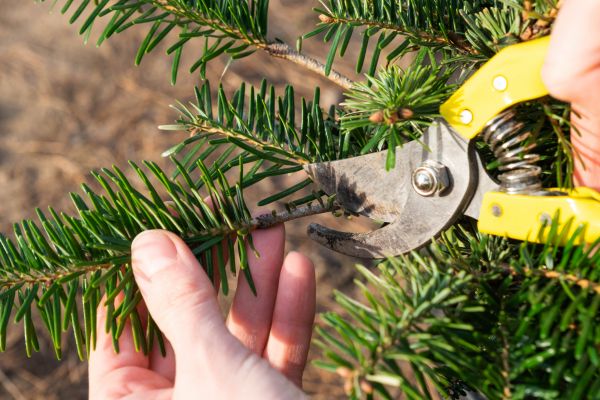 Pine Tree Pruning in La Crosse