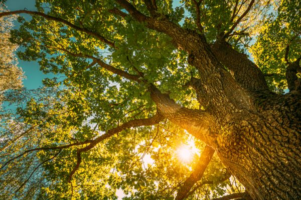 Oak Tree Pruning in La Crosse