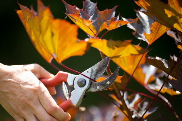 Maple Tree Pruning in La Crosse