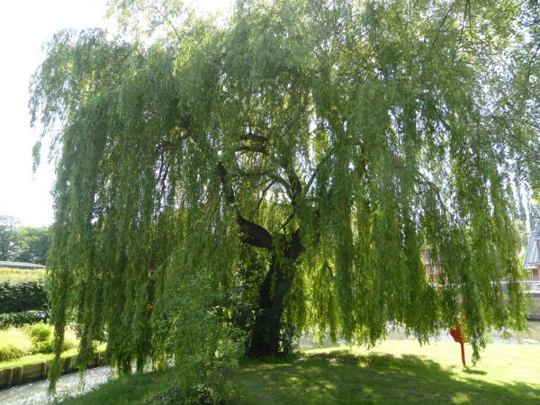 Cost of Willow Tree Trimming in La Crosse