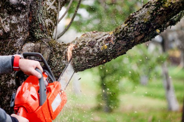 Tree Limbs Removal in La Crosse
