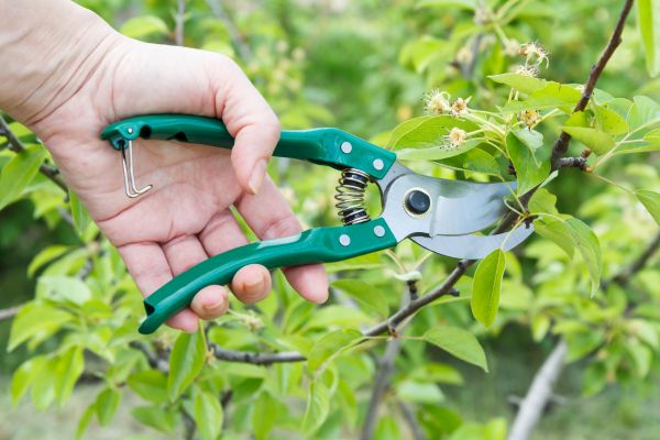 Pear Tree Pruning in La Crosse
