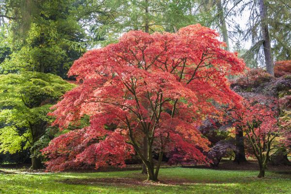 Japanese Maple Pruning in La Crosse