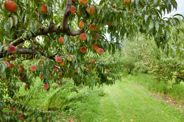Peach Tree Pruning in La Crosse