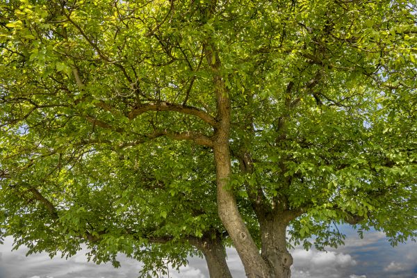 Cost of Walnut Tree Trimming in La Crosse