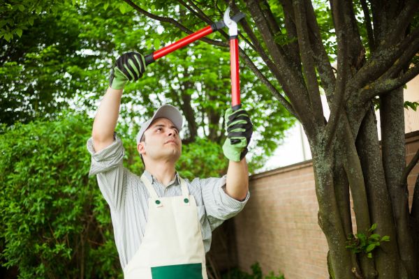 Cost of Tree Limb Pruning in La Crosse