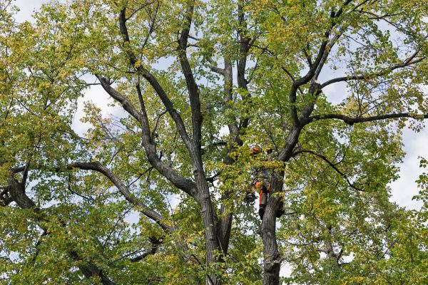 Cost of Tree Crown Shaping in La Crosse