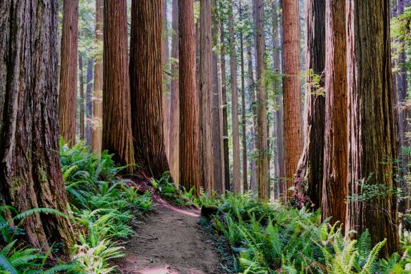 Cost of Redwood Tree Trimming in La Crosse