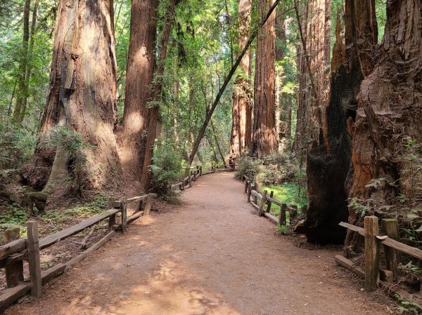 Cost of Redwood Tree Pruning in La Crosse