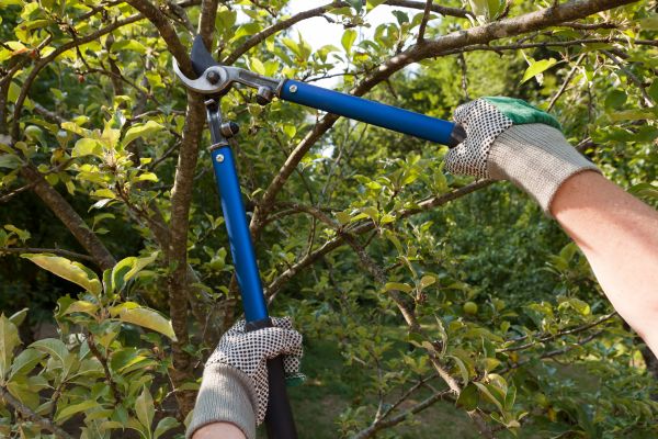 Cost of Residential Tree Pruning in La Crosse