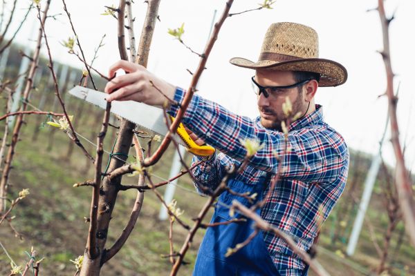Cost of Orchard Tree Pruning in La Crosse