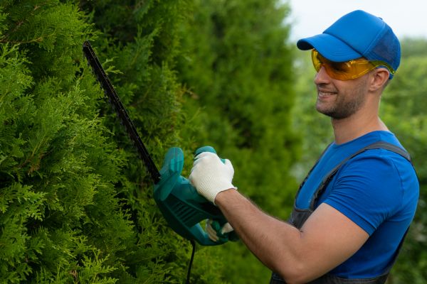 Cost of Tree Shaping Service in La Crosse