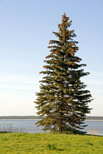Cost of Spruce Tree Pruning in La Crosse