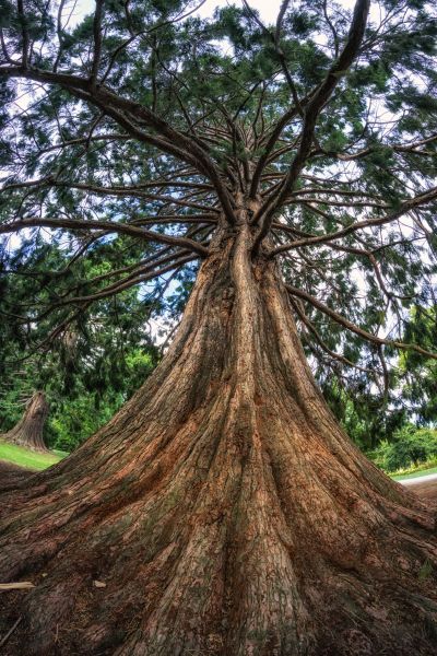 Cost of Cedar Tree Pruning in La Crosse