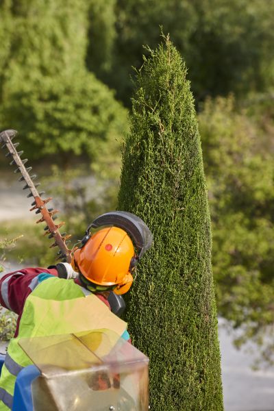 Cost of Cypress Tree Trimming in La Crosse