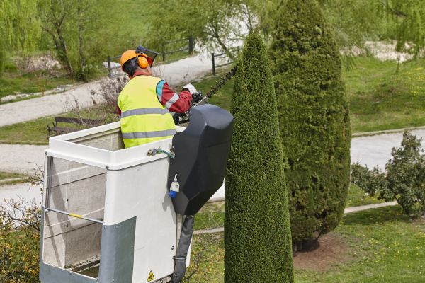 Cost of Cypress Tree Pruning in La Crosse