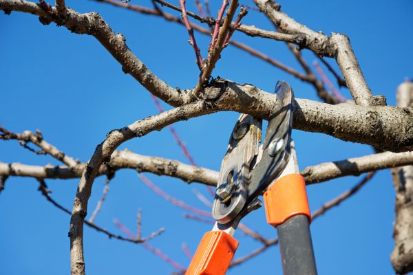 Peach Tree Trimming in La Crosse