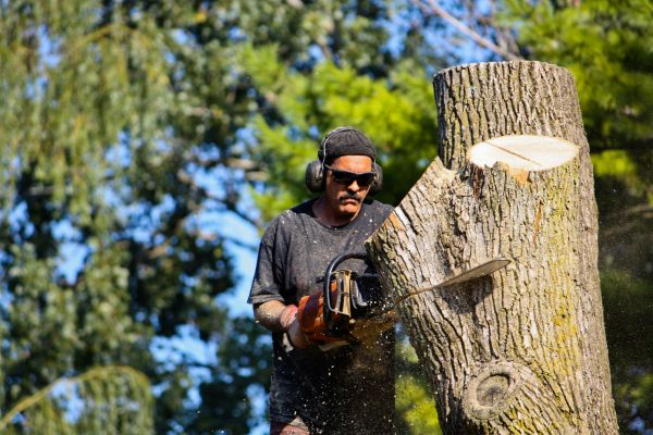 Cost of Ash Tree Pruning in La Crosse