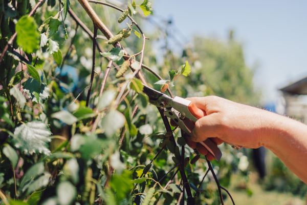 Cost of Birch Tree Pruning in La Crosse