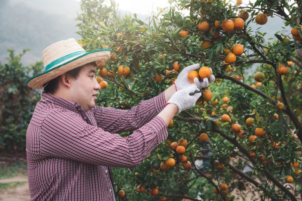 Cost of Orange Tree Pruning in La Crosse