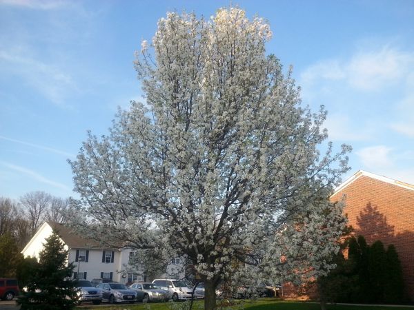 Cost of Bradford Pear Tree Pruning in La Crosse