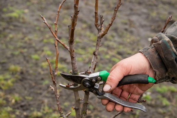 Pear Trees Pruning in La Crosse