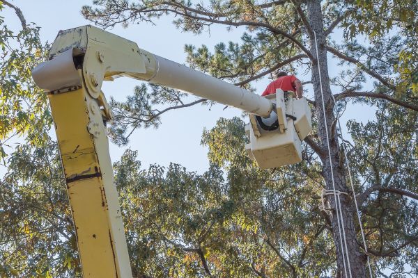 Cost of Limbs Trimming in La Crosse