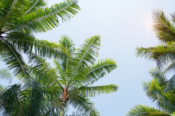 Cost of Queen Palm Tree Trimming in La Crosse