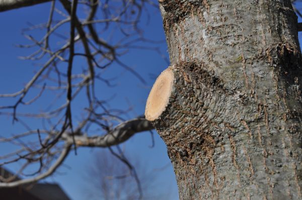 Cost of Limb Pruning in La Crosse