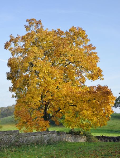 Cost of Hickory Tree Trimming in La Crosse