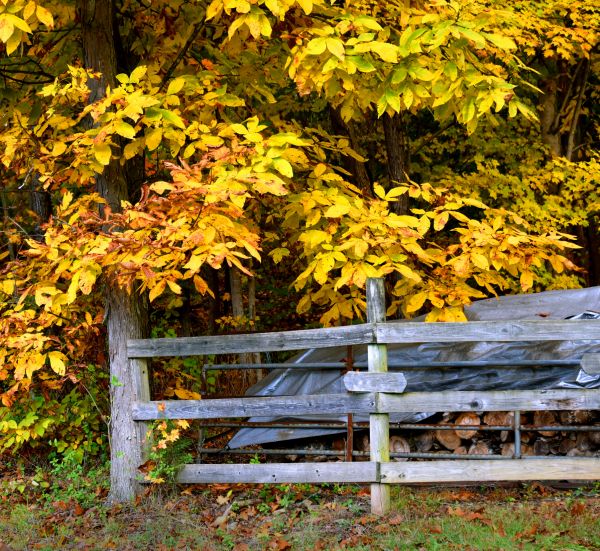 Cost of Hickory Tree Pruning in La Crosse