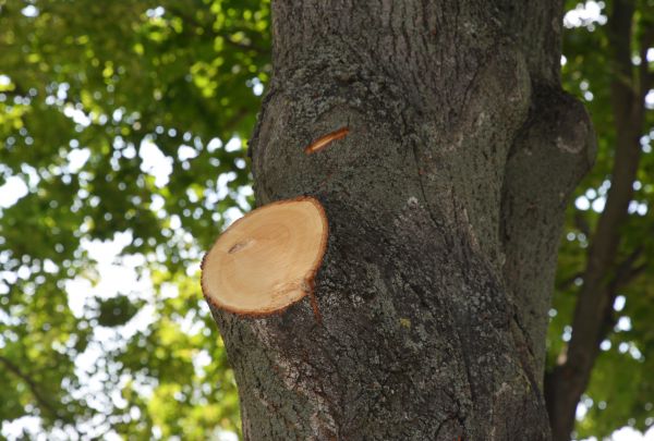 Cost of Limb Cutting in La Crosse