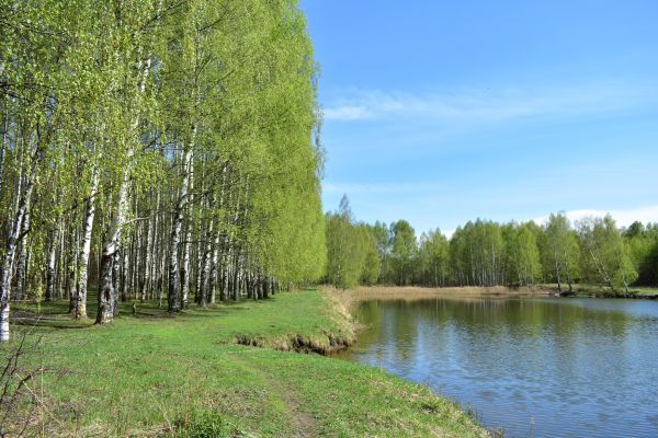Cost of River Birch Pruning in La Crosse