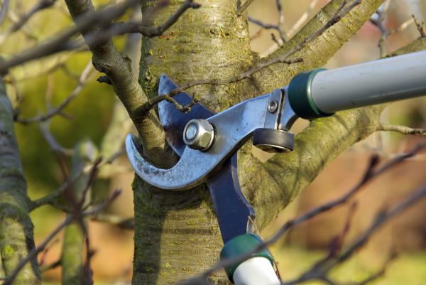 Cost of Tree Limb Trimming Service in La Crosse