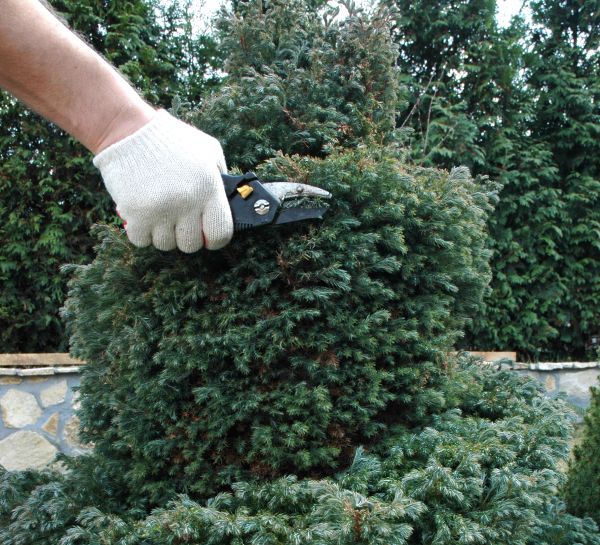 Cost of Ornamental Tree Trimming in La Crosse