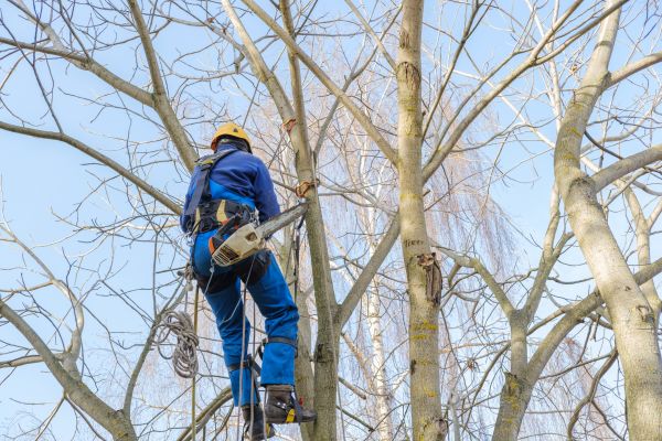 Cost of Large Tree Trimming in La Crosse